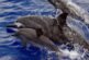 US bans swimming with Hawaii's nocturnal spinner dolphins