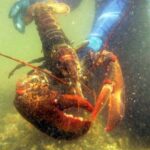 This is why it’s so difficult to know how old a lobster is