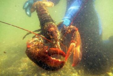 This is why it's so difficult to know how old a lobster is