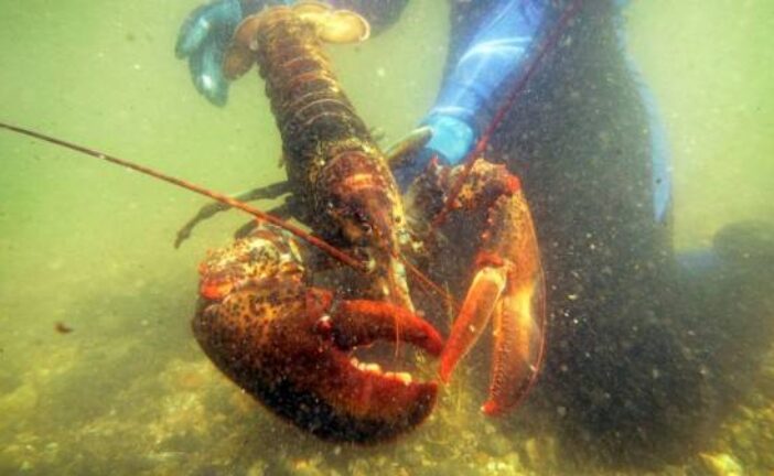 This is why it's so difficult to know how old a lobster is
