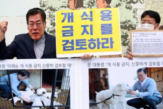S. Korean leader's review of ban on eating dog meat welcomed