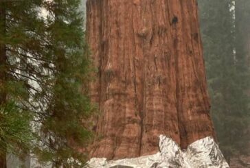 Giant California sequoias wrapped in aluminum as fire nears