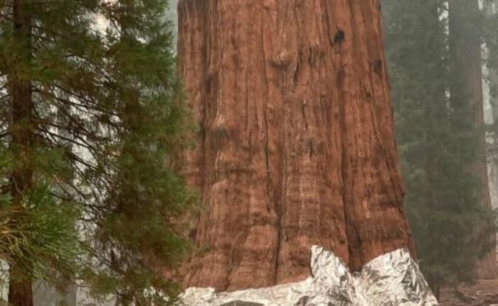 Giant California sequoias wrapped in aluminum as fire nears