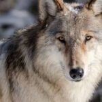 Idaho reaches deal to reimburse hunters who kill wolves