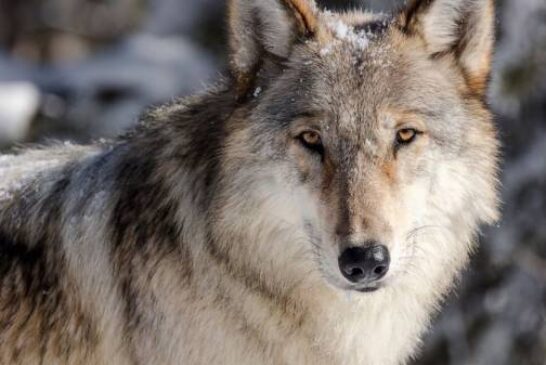 Idaho reaches deal to reimburse hunters who kill wolves