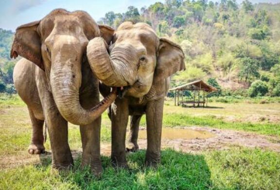 Elephants will cooperate to acquire food -- assuming there's enough